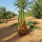 نخل شيشي برحي سكري صقعي عربي واشنطني نخيل عجوه خضري ونانه