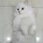 قط ذكر شيرازي للتزاوج