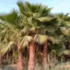 نخل واشنطني للبيع نخيل الرياض جده القصيم الخرج جميع المواقع
