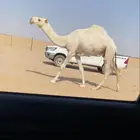 قعود كفوو جذع