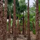 مشاتل الدمام بسعر الجمله