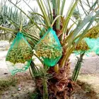 نخل مثمر نقايل نخل واشنطني اخلاص سكري برحي صقعي شيشي هلالي