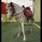 للحفلات والمناسبات الخاصه والعامه والمدارس والروضات خيل