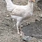 دجاجه فاخره