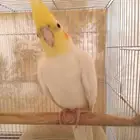 زوج كروان