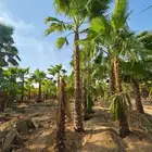 نخل واشنطن 055.325.6004