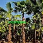 نخل واشنطني