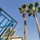 تكريب وتنظيف وشذاب نخل العربي ول واشنطونيا وتغيير الترب