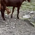 مشروع فحل ادهم فاخر