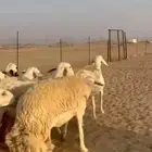 غنم حريات رخال دفيع ومضاريع