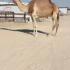 لقحه شكل وسلاله فل للبيع هجن