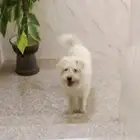 كلب فرنسي كيوت للبيع
