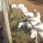 بهم هرافي حريات