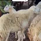 ضان مقاني حريات حرش صنف للبيع