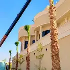 نخل امريكي واشنطني