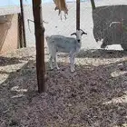 ماعز حايل