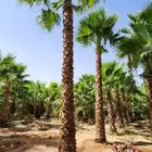 نخيل واشنطونيا بجميع المقاسات وتوريد الشبوك