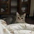 سكوتش للتبني