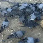 حمام دحول