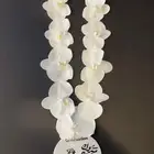 هدايا   استقبال   كوش لدى سكة روز