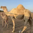 خلفه تحتها بكره