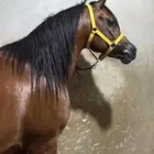 حصان واهو عربي اصيل