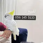 كوكاتو