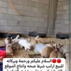 ارانب