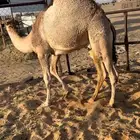 قعدان كفو للبيع