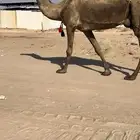 للبيع ضروبه كفو
