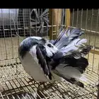 رقاص هولندي فناتيل
