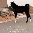 مزاد شلوى للخيول العربيه الاصيله