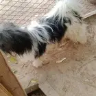 كلب ذكر ملتيز