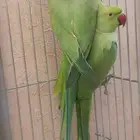 زوج درة للإنتاج