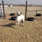 ماعز بيشيه فاخره