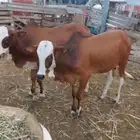 عجول بلدي