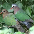 اليمام الزمردي emerald dove