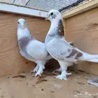 للبيع جوز حمام تركي