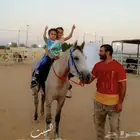 فرس شعبيه