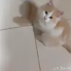 قط للبيع عمر 4 شهور