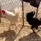 ديك ودجاجه بلدي