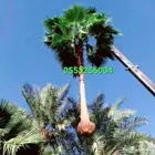 نخل واشنطني 055.325.6004