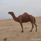 بعير ساحلي احمر كايف القنفذة