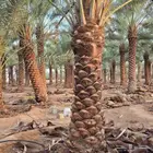 نخل للبيع وشنطني زينه أمريكي ونخل عربي مع انقل والغرس