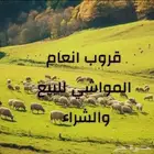 قروب خاص الابل والضان والمعزاء بيع وشراء في منطقة الجنوبيه