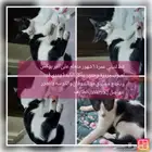 قطط لتبني لوجه الله لعوبه ونظيفة