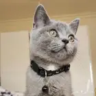 مطلوب قطه ذكر سكوتش