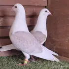 جوز زاجل براون مكتف تم البيع