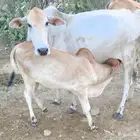 خبشة بلدي ثاني بطن تحتها عجل عمره شهر ونص