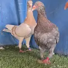 جوز دنش تووب التوب